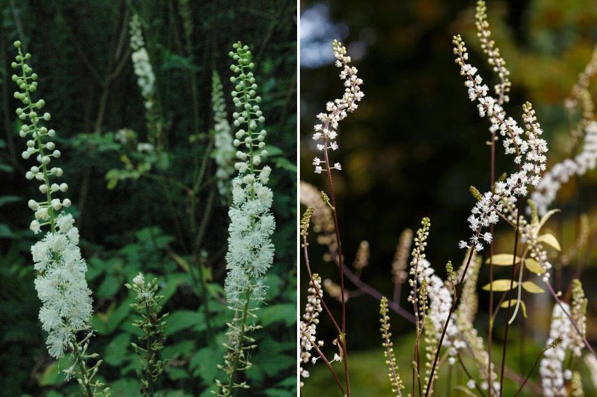 actée à fleurs en épis 