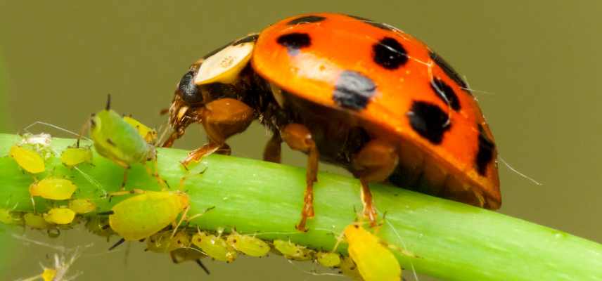 coccinelle atouts au jardin