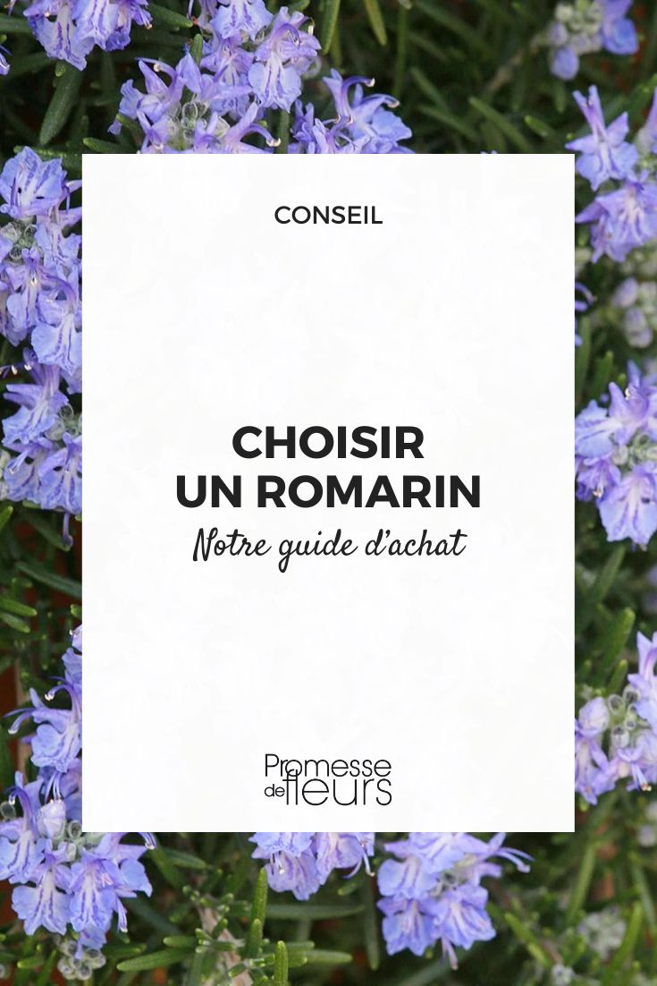 Rosmarinus officinalis Corsican Blue