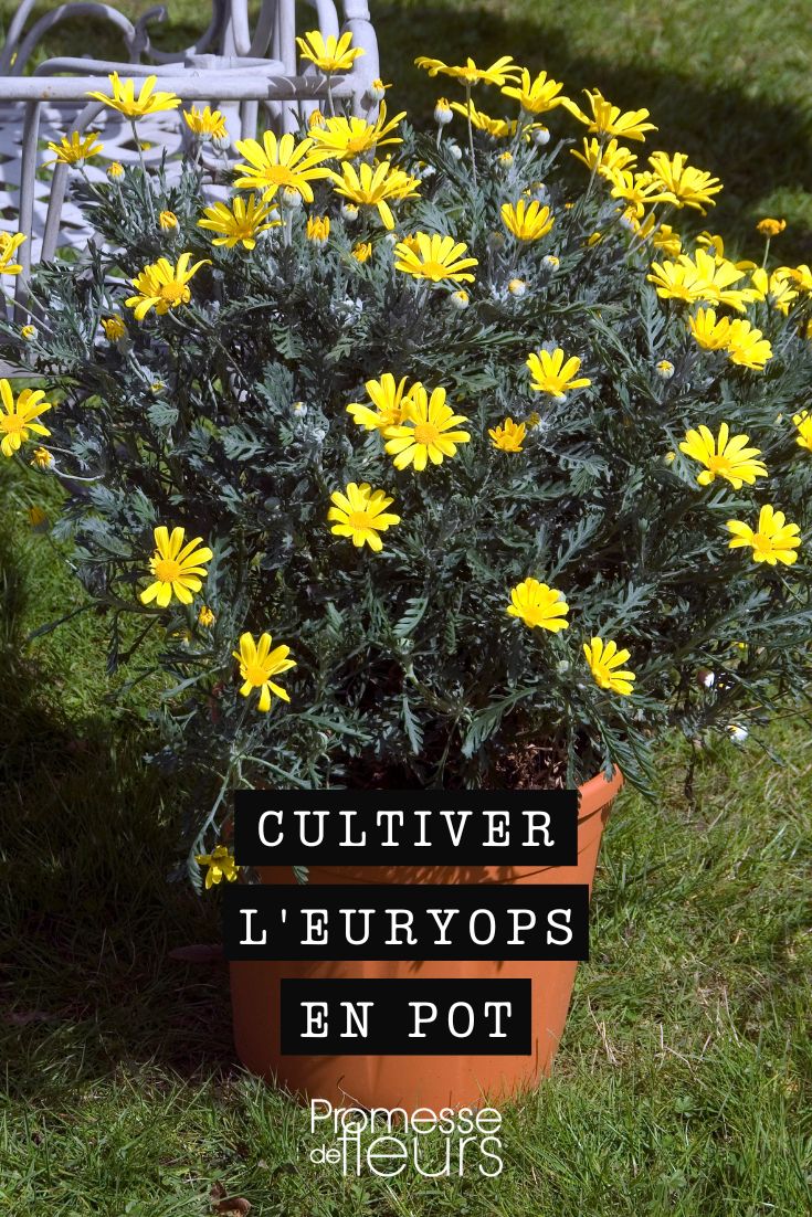 fleurs d'euryops