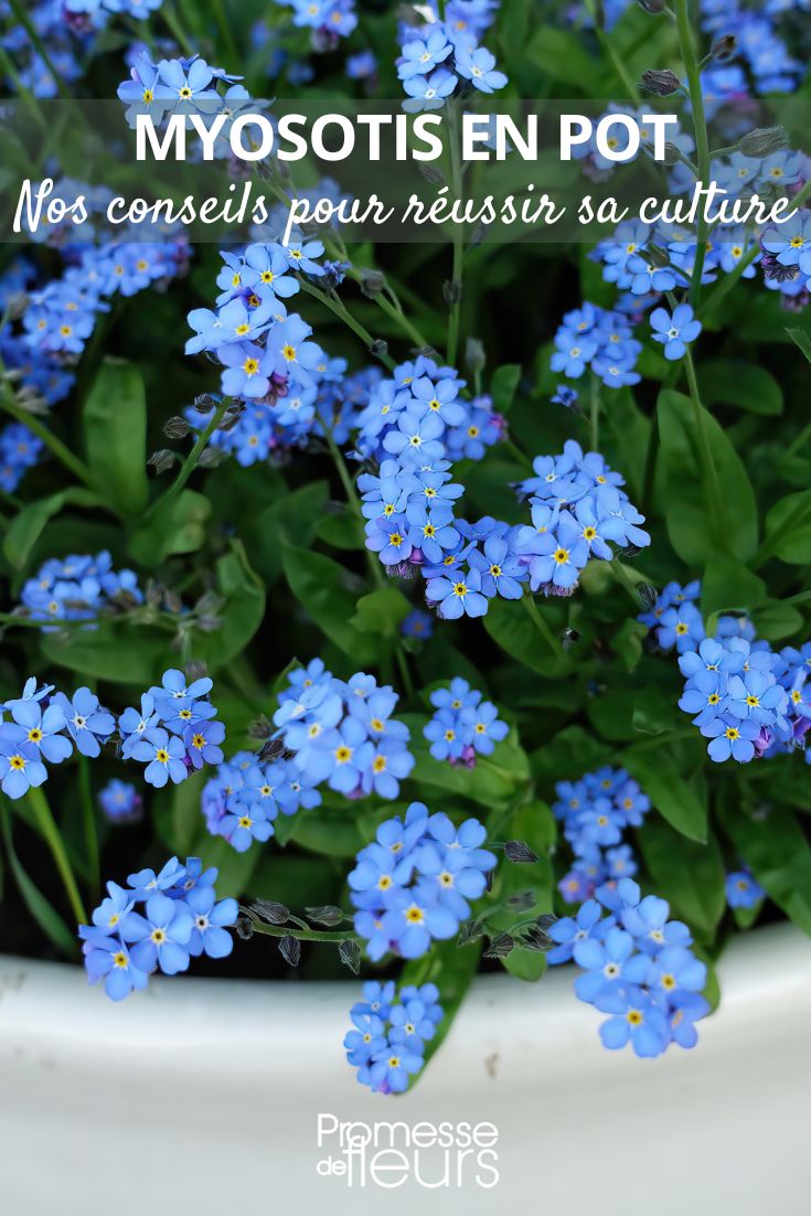 conseils et pratiques pour cultiver le myosotis en pot