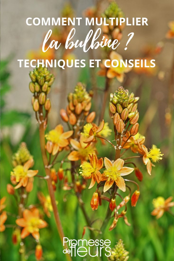 comment multiplier la bulbine au jardin