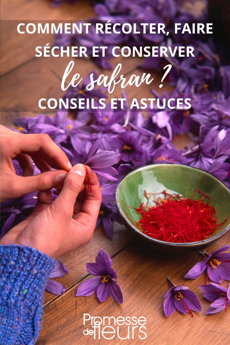 recolte et conservation du safran