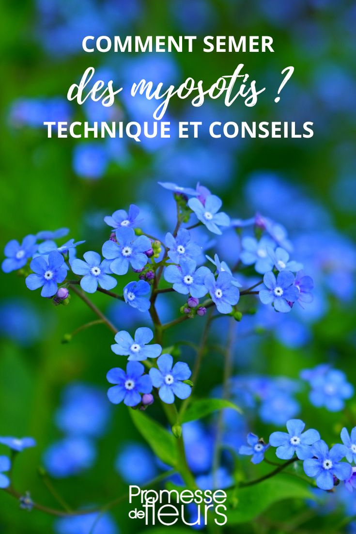 semer des fleurs de myosotis