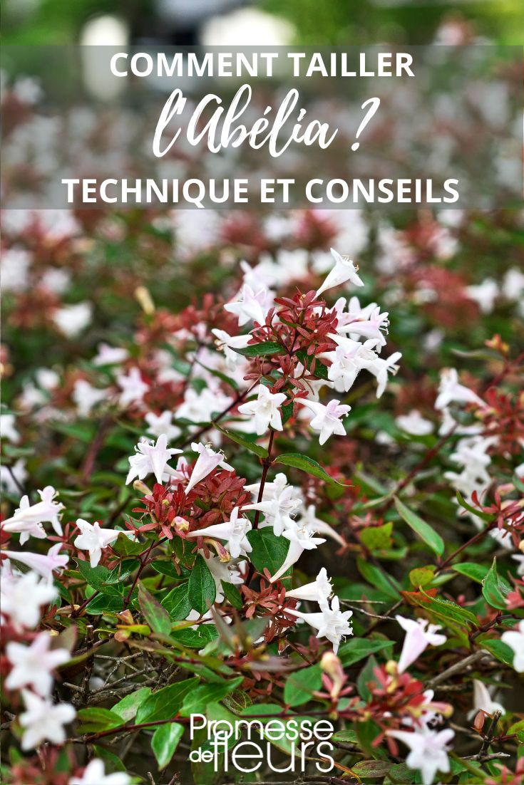 taille et coupe de l'abelia