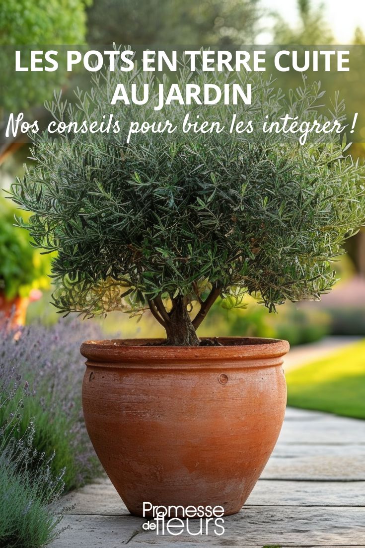 un olivier en pot a jardin.