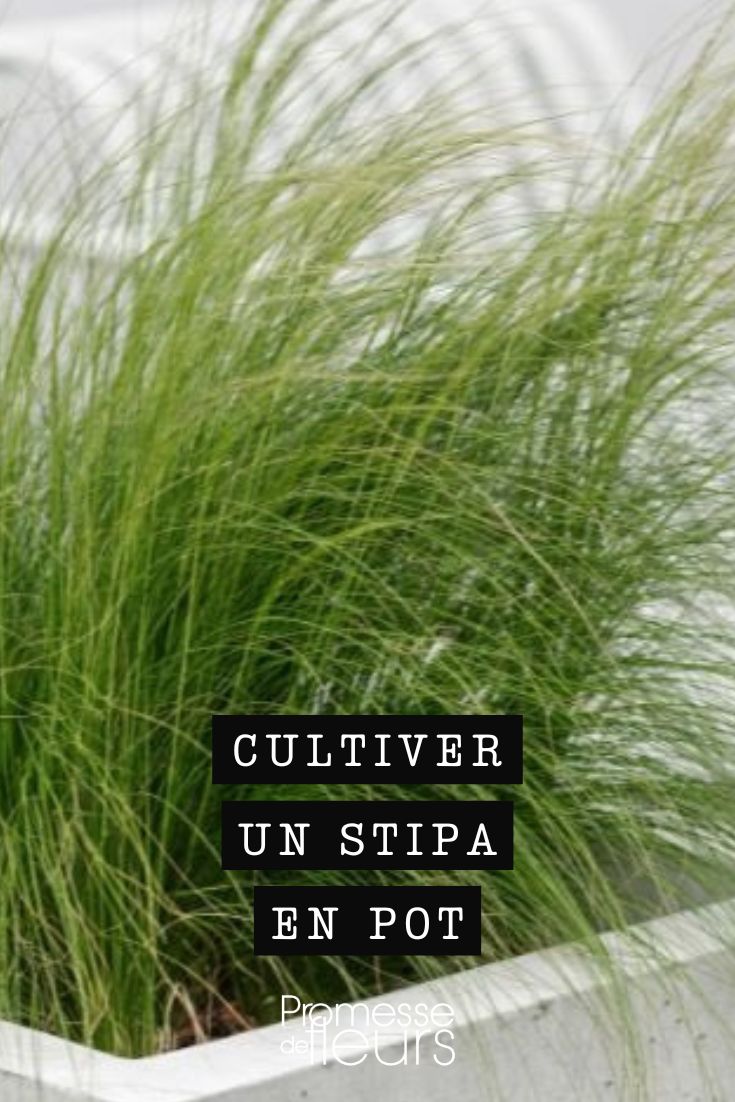 conseils pour réussir le stipa en pot