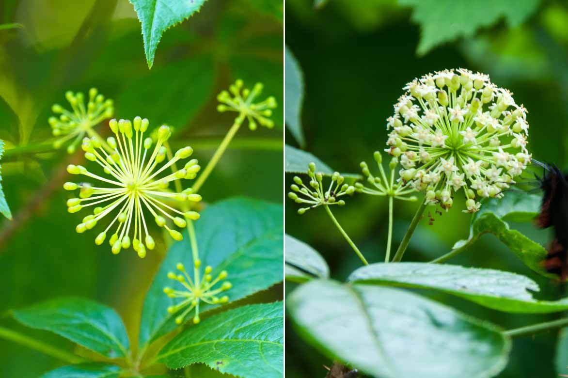 Les fleurs de l'Eleutherococcus ou Acanthopanax