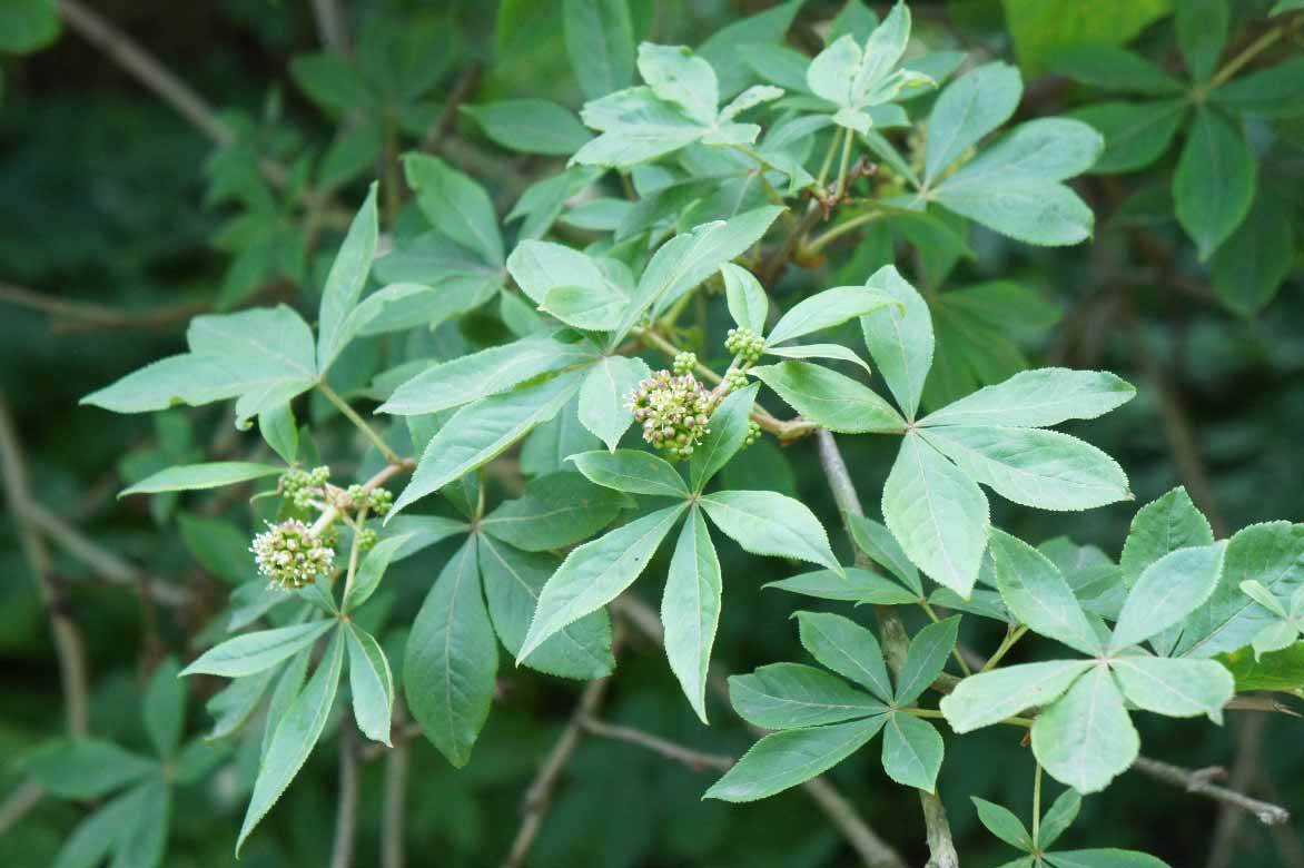 Les feuilles de l'Eleutherocoque, Acanthopanax