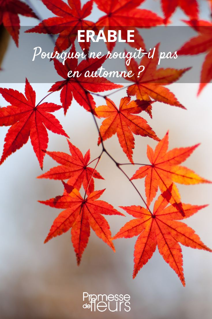 Erable pourquoi les feuilles ne deviennent pas rouge ?