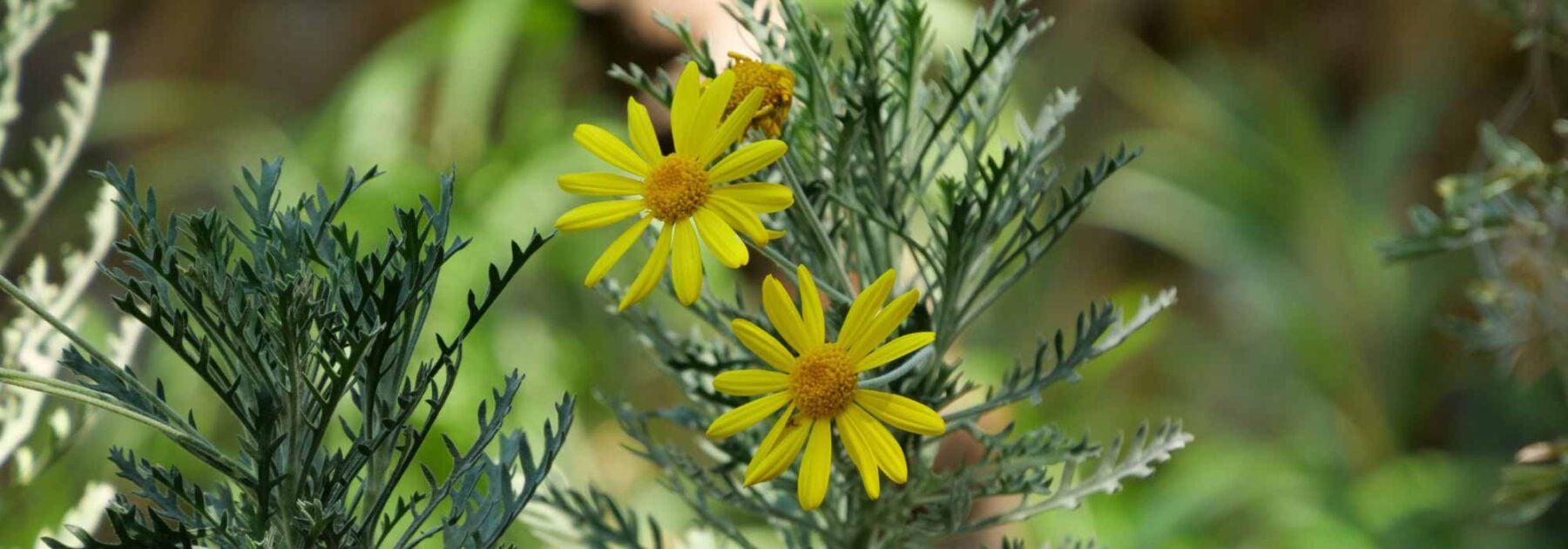 Comment cultiver l'Euryops en pot ?