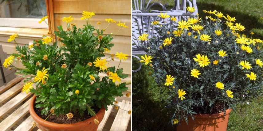 Comment cultiver en pot un Euryops, Marguerite de la Savane