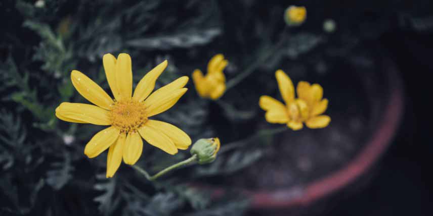 Euryops, Marguerite de la Savane