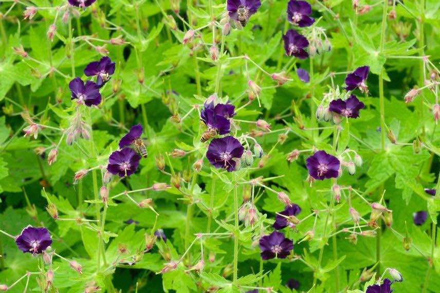 fleurs violettes de geranium d'ombre