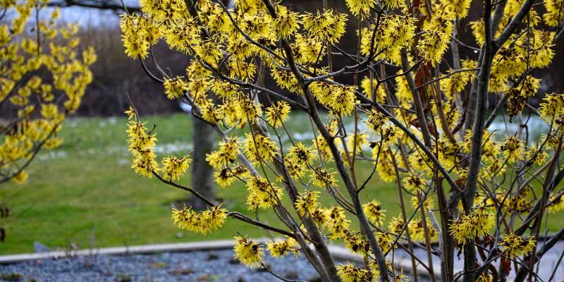 La floraison de l'Hamamelis, Noisetier de sorcière