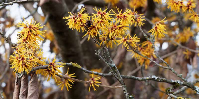 La floraison de l'Hamamelis, Noisetier de sorcière