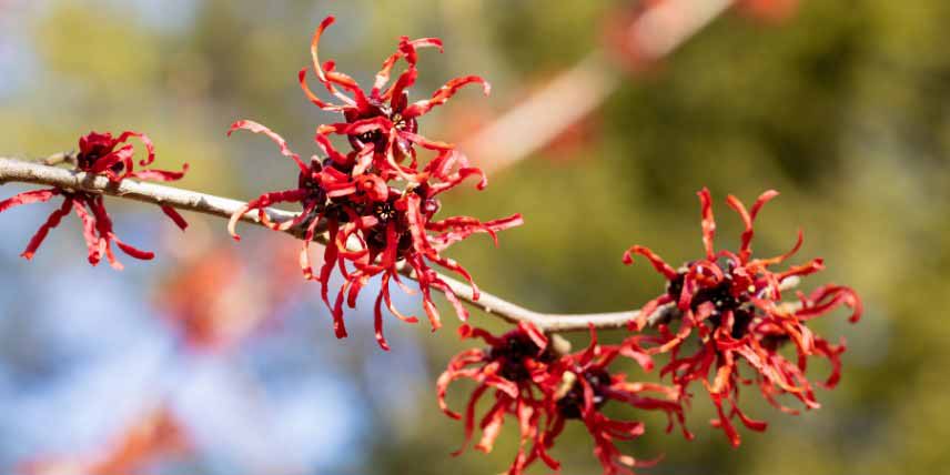 Les fleurs rouge écarlate de l'Hamamelis intermedia 'Diane'