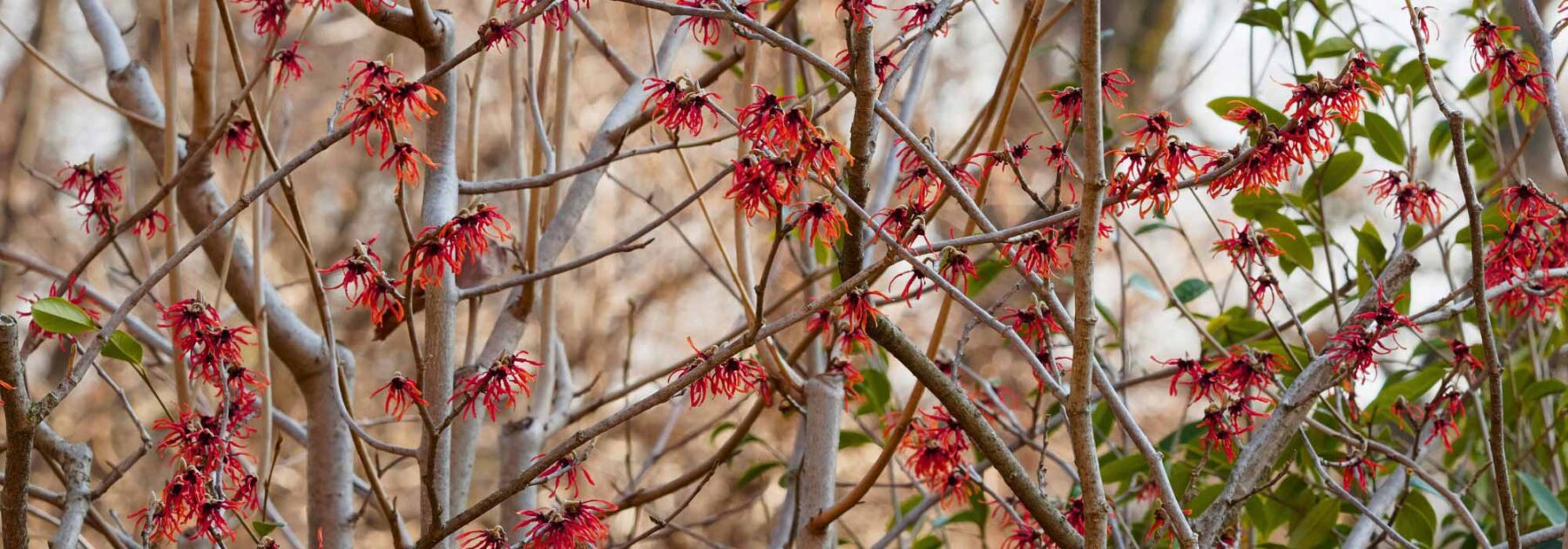 4 Hamamélis à fleurs rouges pour un jardin flamboyant en hiver