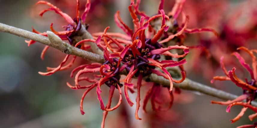 Les fleurs rouges de l'Hamamelis 'Rubin'