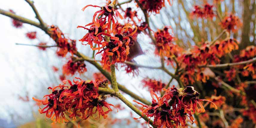 La floraison rouge de l'Hamamelis 'Ruby Glow'