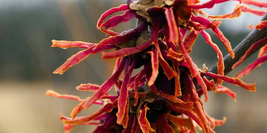 Les fleurs rouge pourpré de l'hamamelis 'Washington Park'