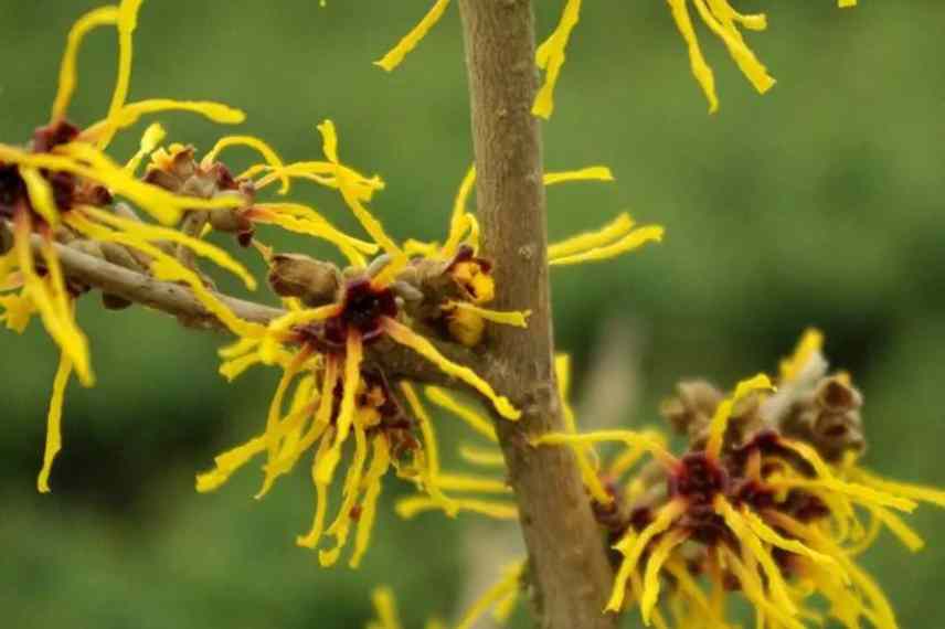 hamamelis a fleurs jaunes