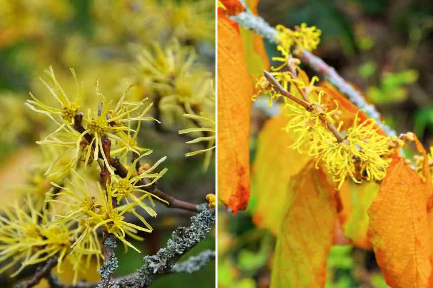 hamamelis virginiana