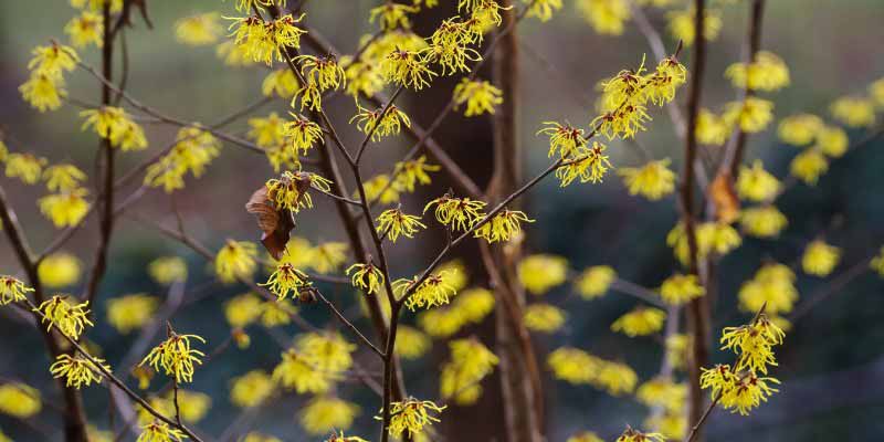 Les fleurs jaunes de l'Hamamelis ou Noisetier de sorcières