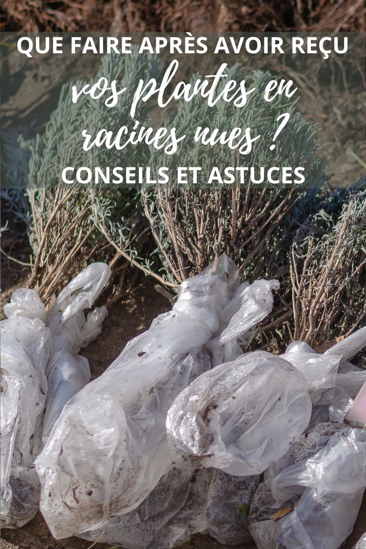 plantes et arbustes en racines nues, que faire ?