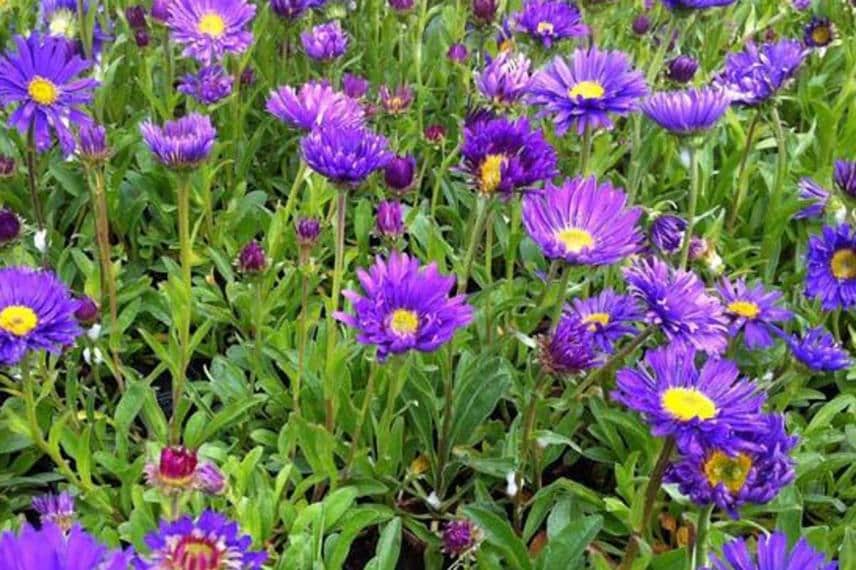 fleur violette de l’Aster alpinus 'Dunkle Schöne'