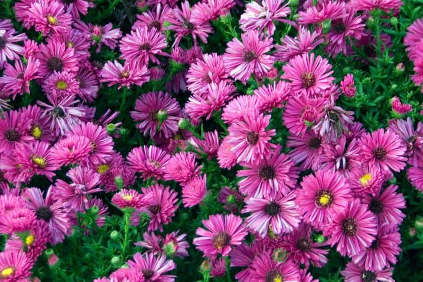 fleurs rose rouge de l'aster jenny