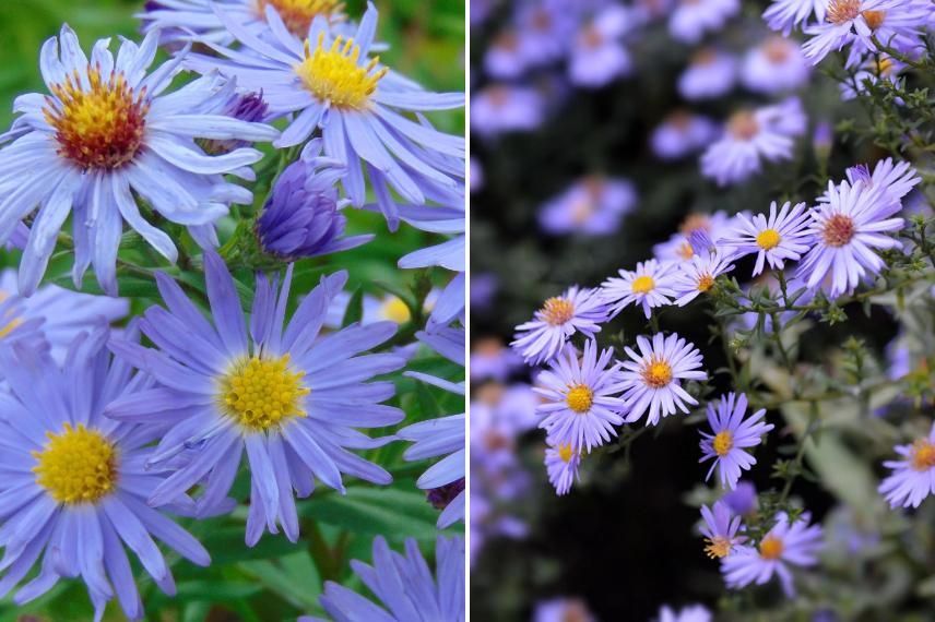 fleurs bleu lavande de L'Aster dumosus 'Professeur Anton Kippenberg'