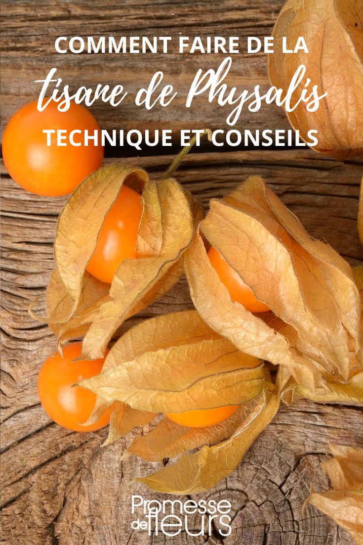 infusion de baies de physalis