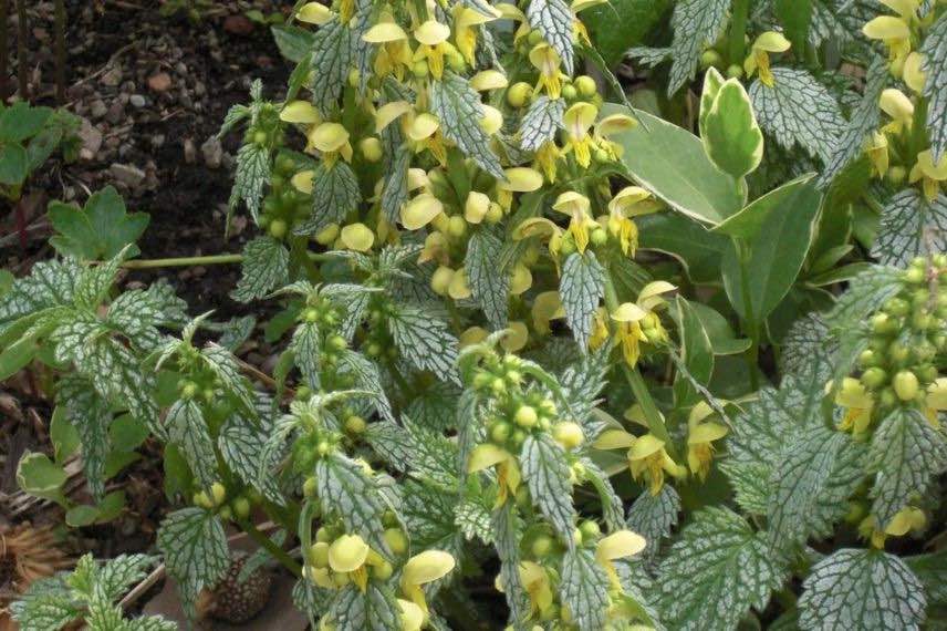 lamier argenté à fleurs jaunes