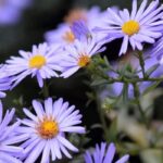 Asters nains : des fleurs compactes pour petits jardins et balcons