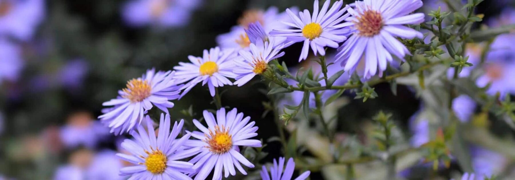 Asters nains : des fleurs compactes pour petits jardins et balcons