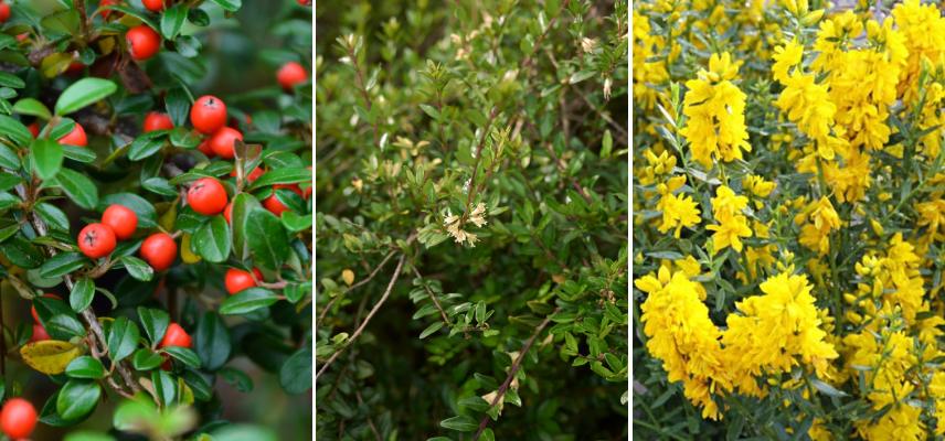 Cotoneaster dammeri, Lonicera nitida et Genêt rampant