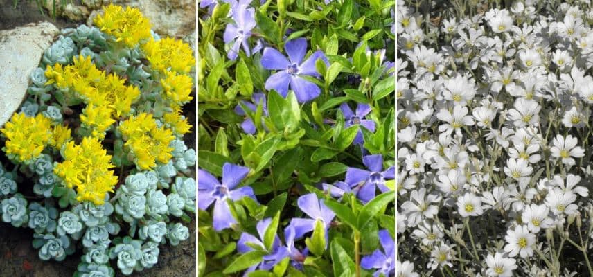 Sedum, vinca minor et oreille de souris