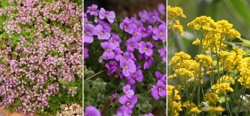 thym serpolet, aubriete et corbeille d'or