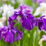 Comment multiplier les iris d'eau ?