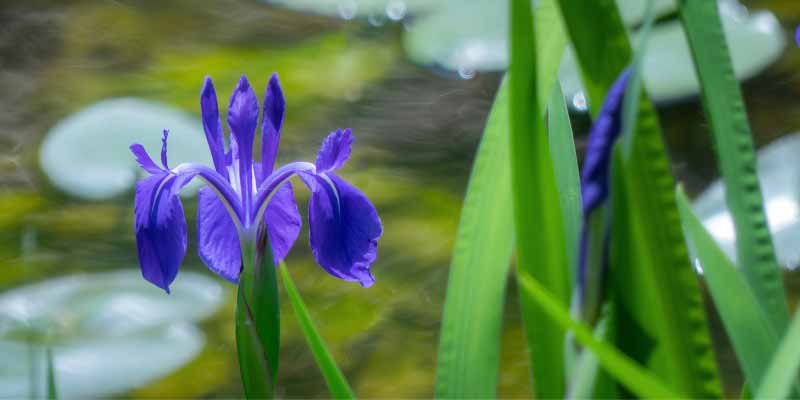 Iris d'eau, iris japonais