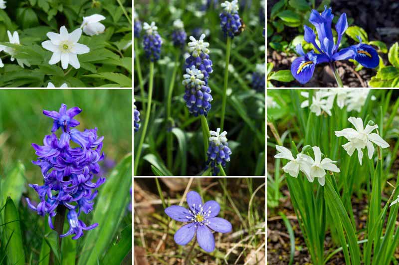 Idée d'association en bleu et blanc avec le Muscari 'Touch of Snow'