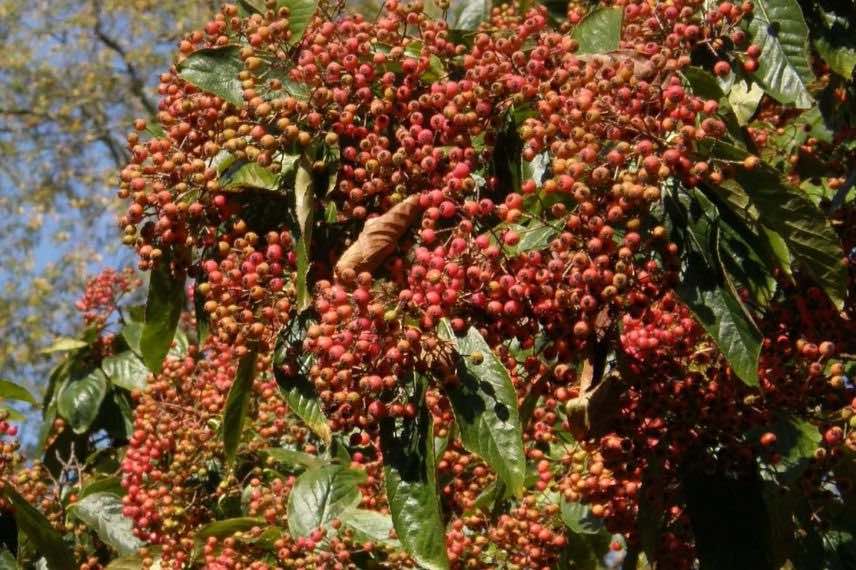 Photinia beauverdiana var. notabilis