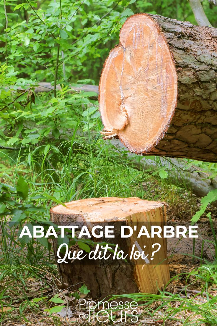 abattre les arbres