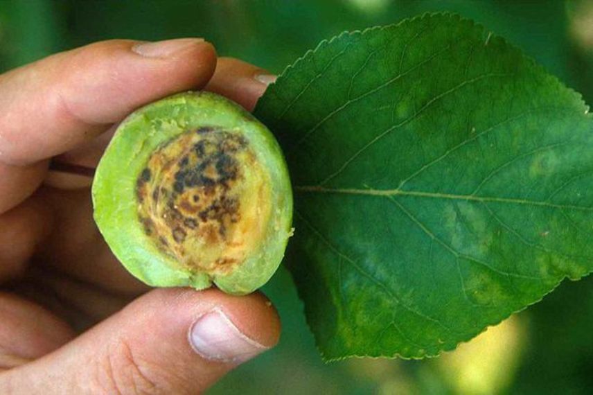 virus de la sharka sur noyau abricot