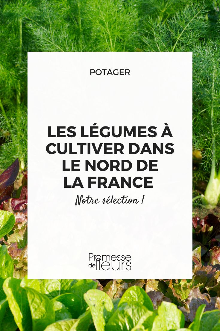 quels légumes cultiver dans les hauts de france ?