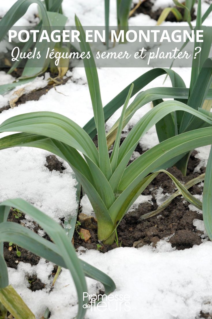 poireau sous la neige