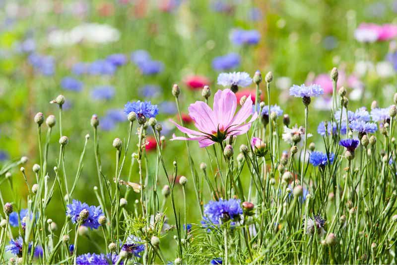 Préserver la biodiversité sur ses terres à l'aide d'une ORE