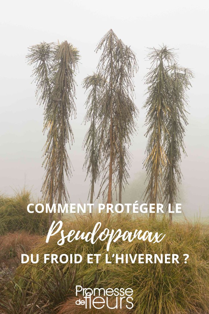 hivernage du pseudopanax