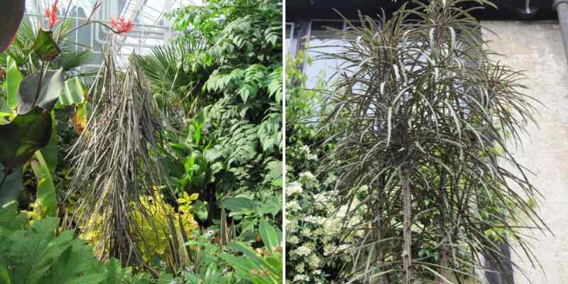 Pseudopanax ou le placer jardin